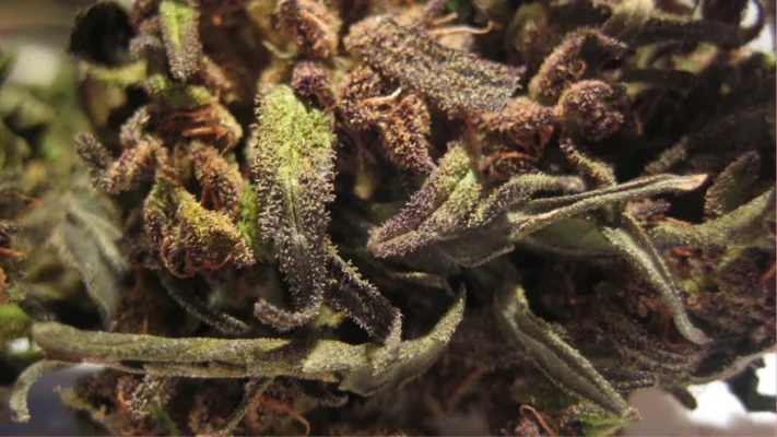 Flor seca
