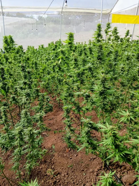 PHOTO-2025-05-21-09-03-11b