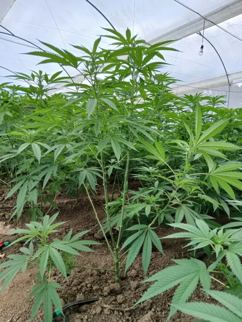 PHOTO-2025-05-21-09-03-12