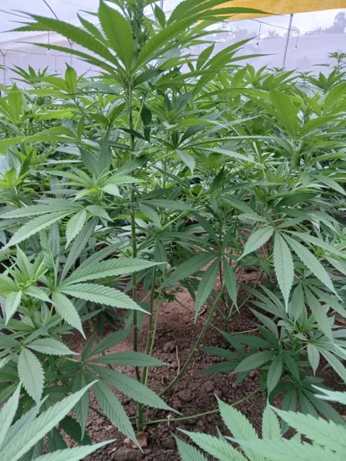 PHOTO-2025-05-21-09-03-g