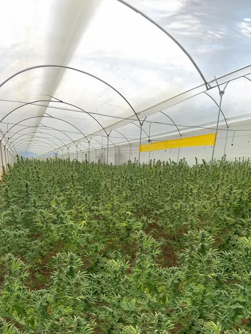 invernadero-vallegreen22